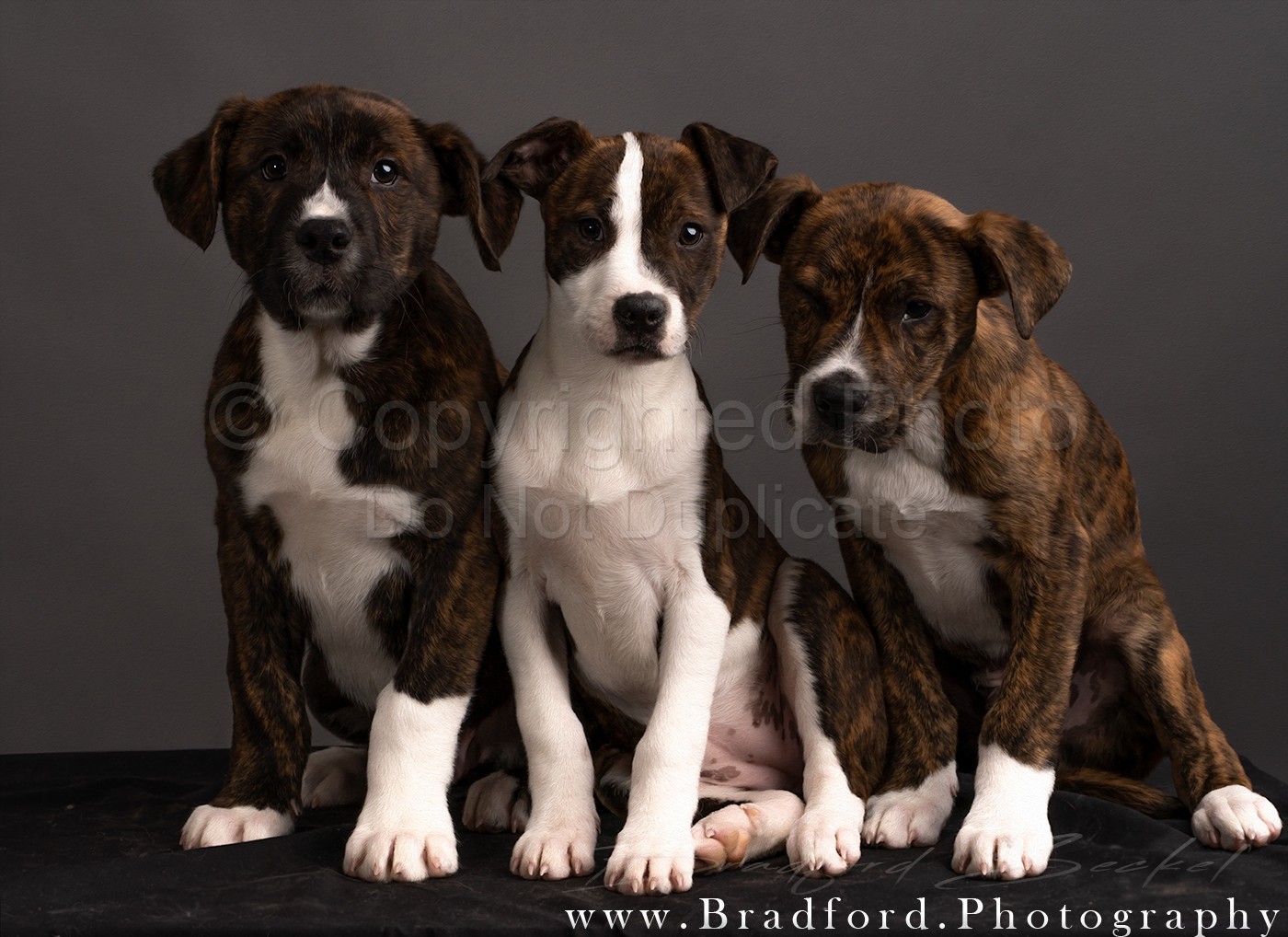 Puppy Portraits 