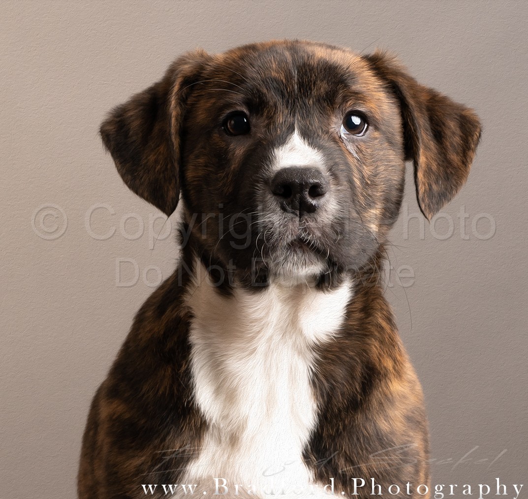 Puppy Portraits 