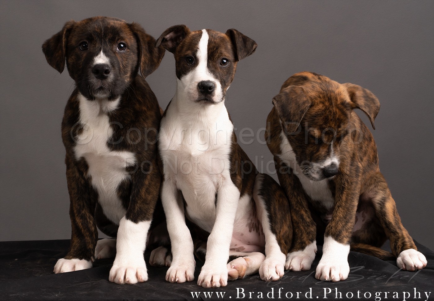 Puppy Portraits 