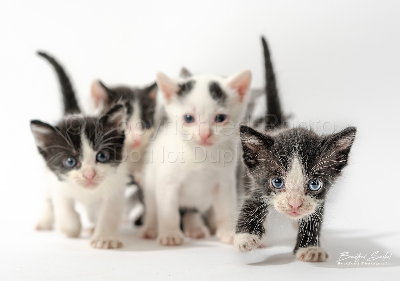 6 Kittens