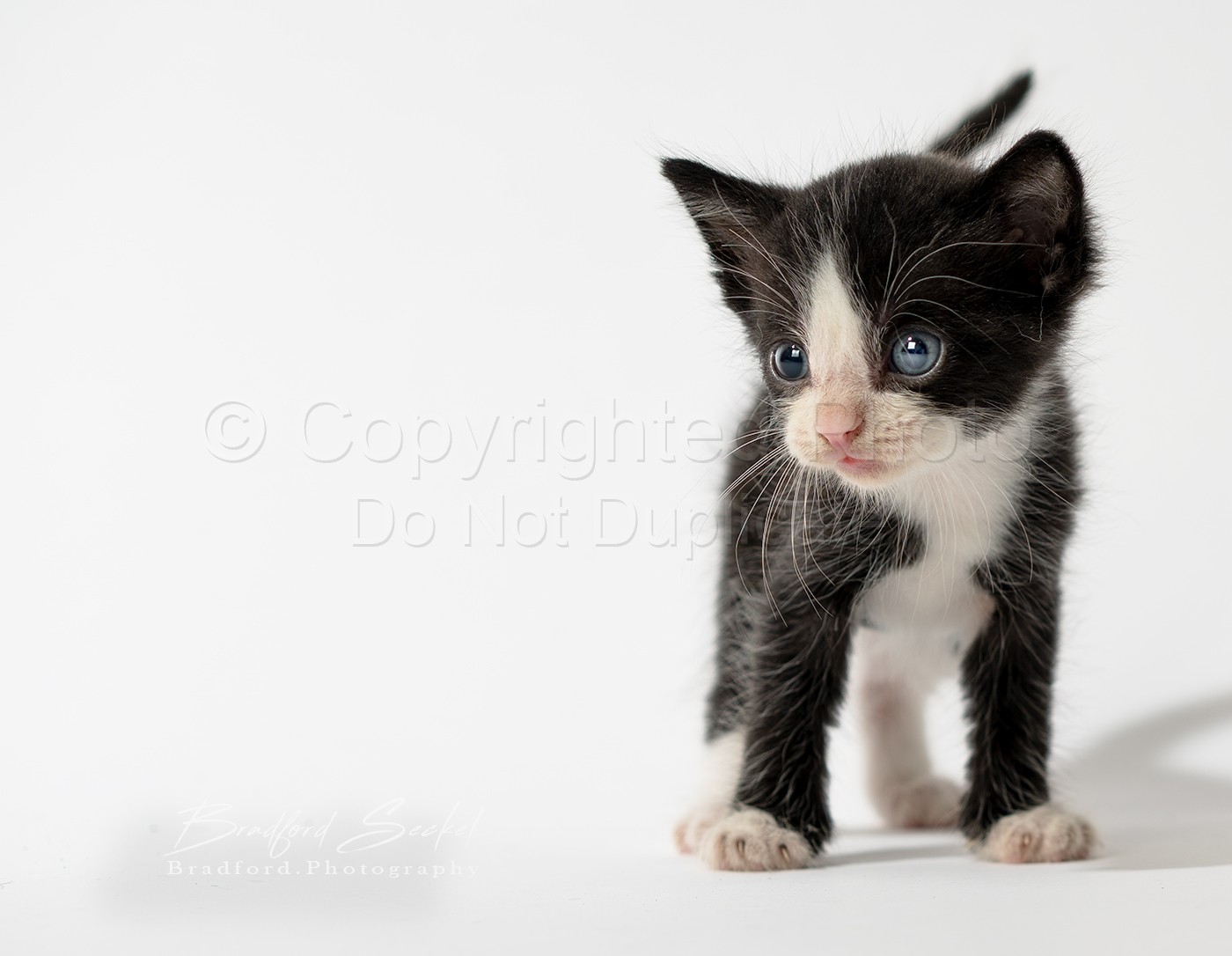 6 Kittens