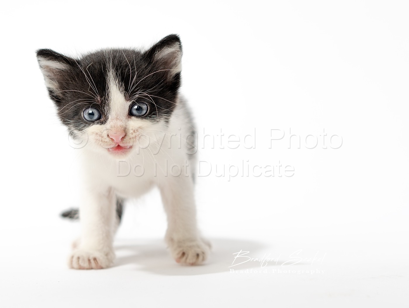6 Kittens