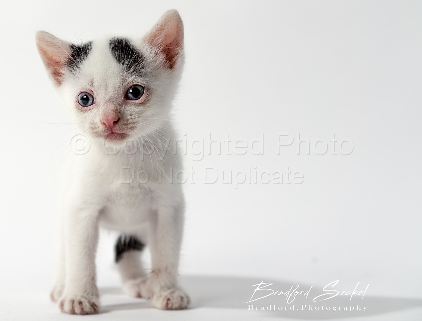 6 Kittens