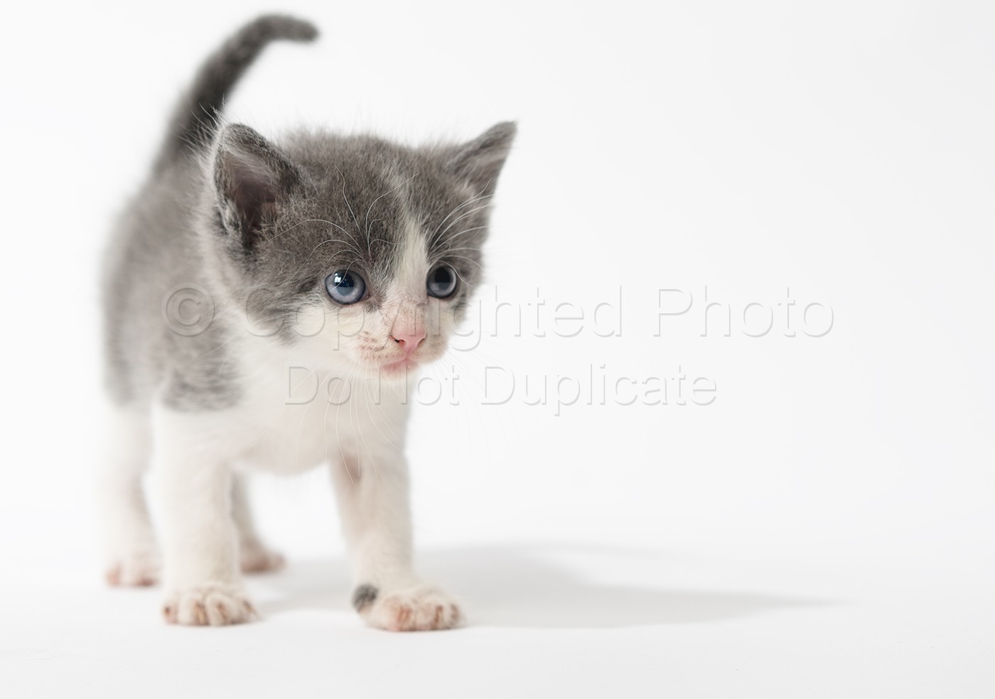 6 Kittens