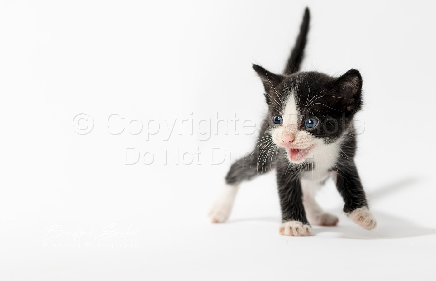 6 Kittens