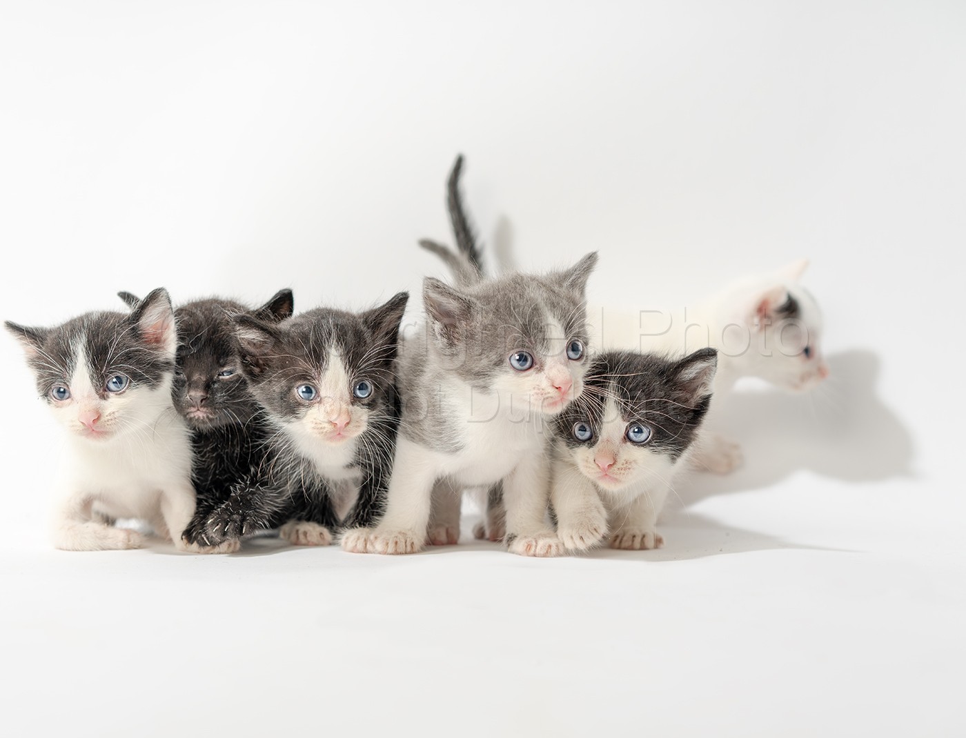 6 Kittens 