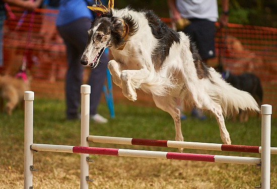 17th Annual HOTC Dog Fair - 2019