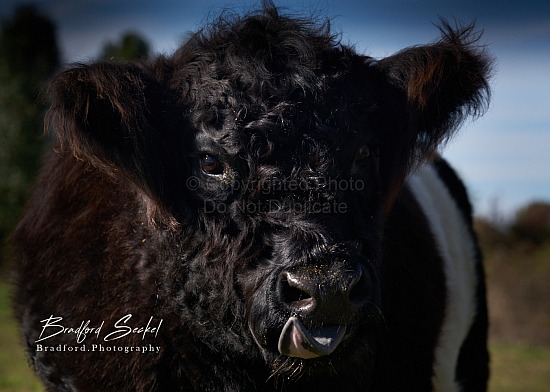 Belted Galloway Cows