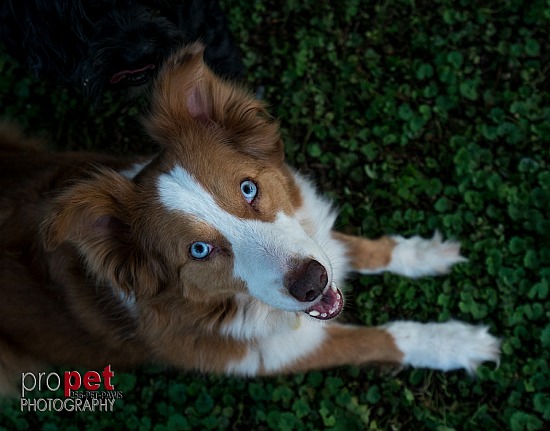 Book a Portrait Session