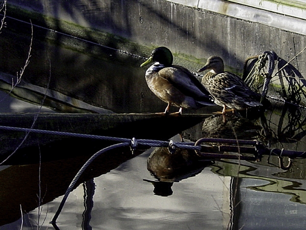 Ducks1.jpg