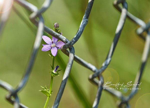 flower3.jpg